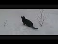Batman Chases Snowballs