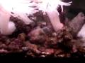 videos de MOV00617.MPG