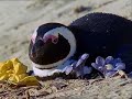 Jackass Pengiun