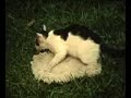 Kick the Cat 2 Kick the Cat 2