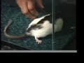 Rat Laughter