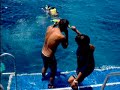 Dive snorkel sail 2 (cont) Dive snorkel sail 2 (cont)