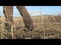 Mowing Norfolk Reed with an Austrian Scythe