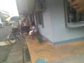 uuwi na siya
