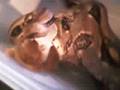 Boa-eat-Rabbit