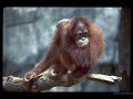 Orangutans Orangutans