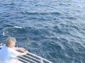 amazing dolphin