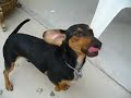 Gady
