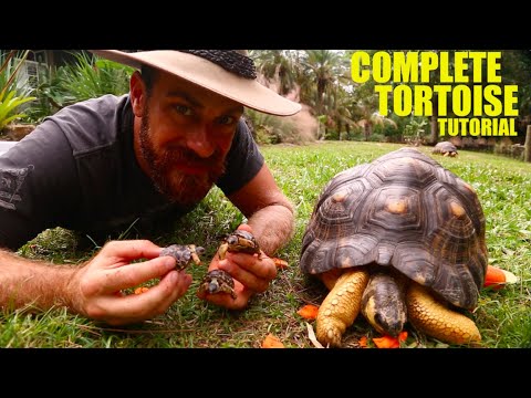 YouTube reptile video