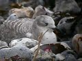 Sabine's Gull