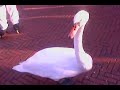 Swan Bite