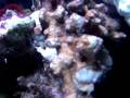 videos de 24 Gallon Nano Cube