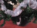 Bibi in Christmas tree 2007 Bibi in Christmas tree 2007
