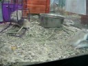 hamsters want out