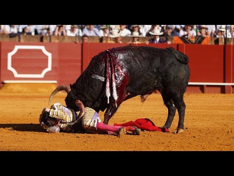 Mallorca: Der blutige Stierkampf ist wieder erlaubt - ...