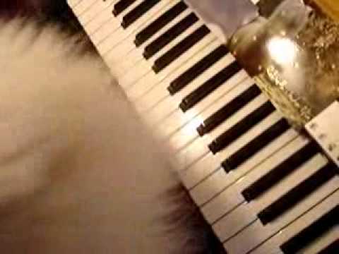 how to care japanese spitz