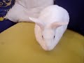My pet! El bunny My pet! El bunny