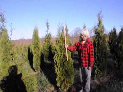 how to replant alfalfa