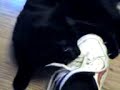Cat Eating Shoes