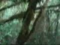 tempestad TRIVAL