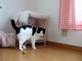 スコｖｓピカチュウ
