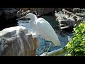 Birds at Seaworld, Orlando