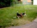Gus & Oliver, Beagle Wrestling