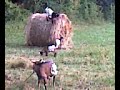 las cabras de eugenio
