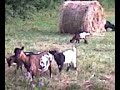 las cabras de eugenio