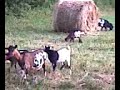 las cabras de eugenio