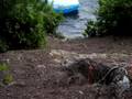 videos de Kyle bails