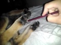 Click here to watch this video Ticklish Dog