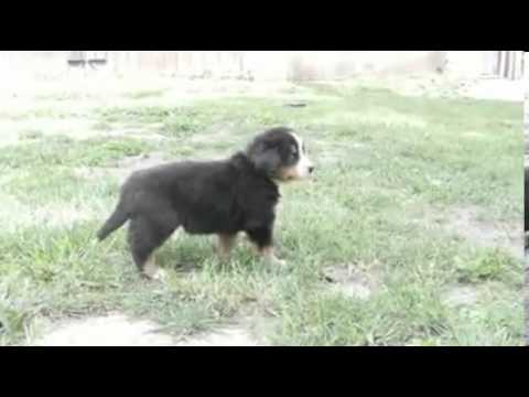Toledo Ohio Puppies girl 5 (only 4 girls left)