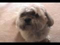 AMAZING TALKING DOG! (MUST SEE)