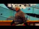 Sea Shepherd Seal Campaign Sea Shepherd Seal Campaign