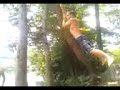 Log an swing