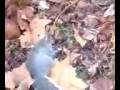 videos de squirel.3g2