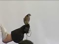 Forest Preserve District of Cook County Raptor Presentation