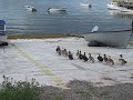 NewFoundLandDucksAVI