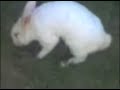 "Dança do Creu-elho no Gatinho