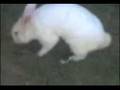Dança do Creu-elho no Gatinho
