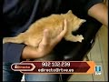 Trucos para mantener la casa limpia teniendo animales
