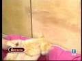 Trucos para mantener la casa limpia teniendo animales