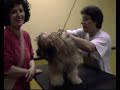 Vita da cani!!! Vita da cani!!!