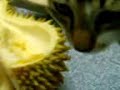 My cat Tiger eating durian and still wanting it.