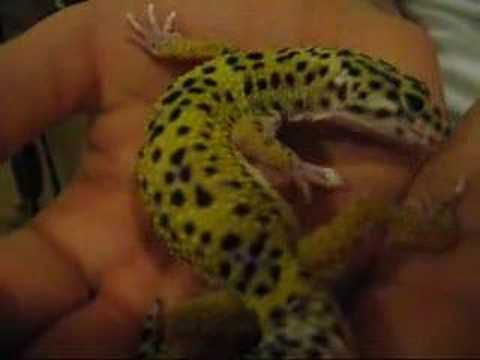 how to get rid gecko