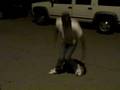 Torreon & Josh dancing