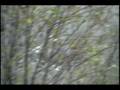 helicopter christmas tree harvest www.madmiketv.com P1