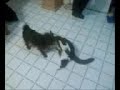 cat and dog playing cat and dog playing