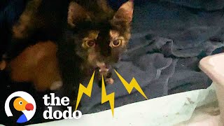 Woman’s First Ever Foster Experience Is A Spicy Mom And Her Four Kittens | The Dodo Foster Diaries by The Dodo